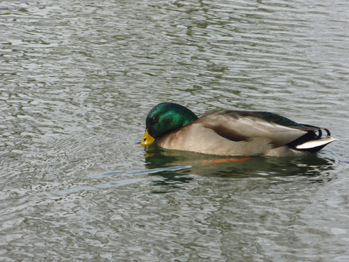 canard colvert février 2014