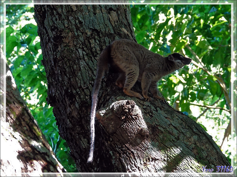 Lémur fauve ou brun, Maki brun, Brown Lemur (Eulemur fulvus) - Nosy Tanikely - Madagascar