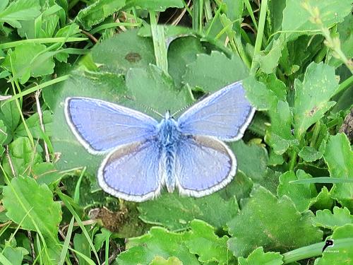azuré commun (Polyommatus icarus)
