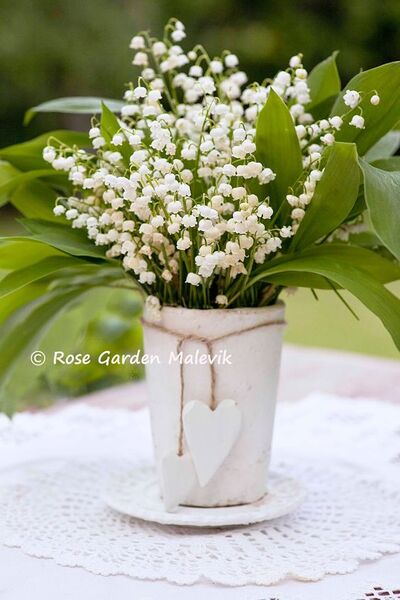 Le muguet de Mai