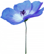 Tubes PNG de fleurs