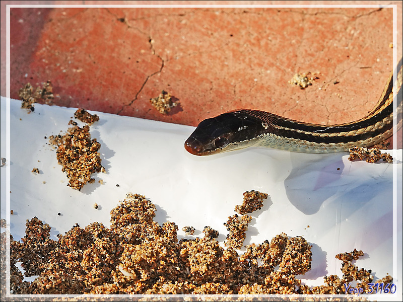 Serpent à quatre bandes, Four-striped Snake (Dromicodryas quadrilineatus) - Nosy Be - Madagascar