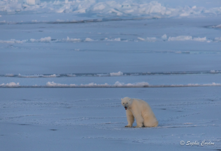 Photo bear #3... le retour