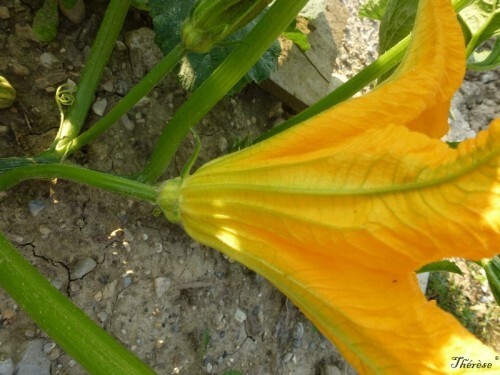 Fleurs de courgettes (4)