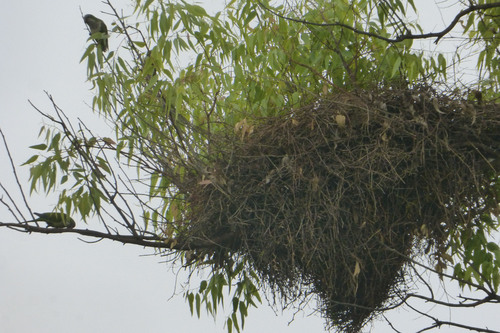 Le hit parade des oiseaux: les 3 rigolos