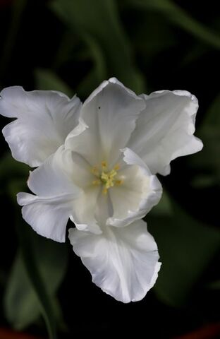 Tulipa White Rebel