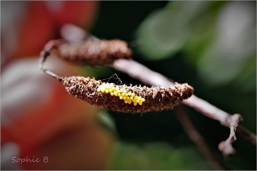 Une vie de coccinelle .