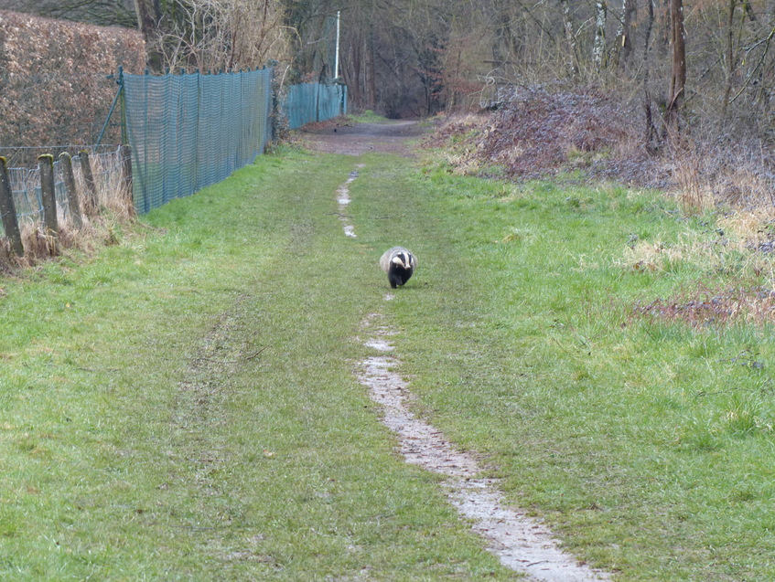 Rencontre sauvage