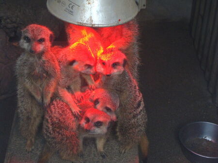 Suricate_2