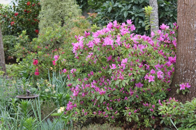 Azalée japonaise ' Blue Danube '