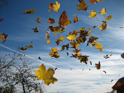 Résultat de recherche d'images pour "vent d'automne"