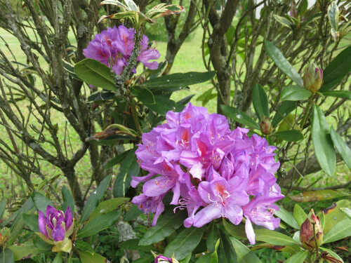 Entre ciel et fleurs 