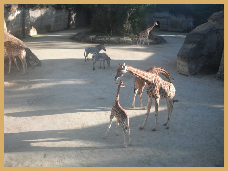 49700 Zoo Doué la Fontaine