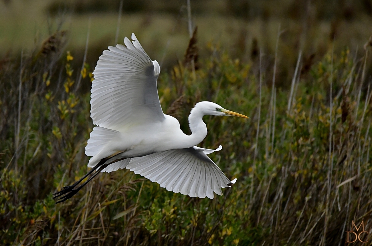 Grande Aigrette