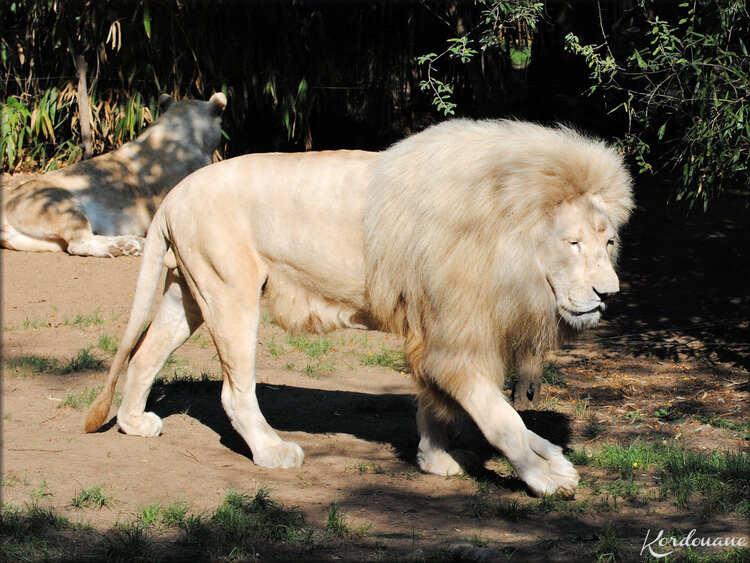 Yabu, le Lion blanc du Zoo de la Flèche