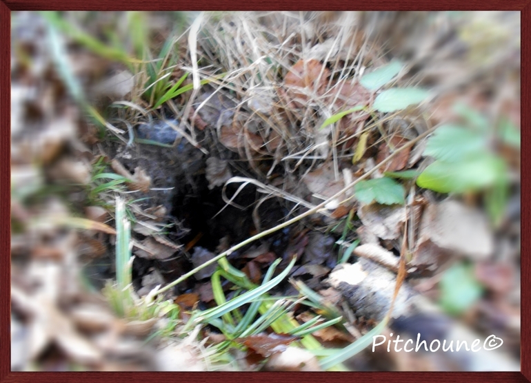 Trou, débardage, bientôt interdite de forêt !!!!!