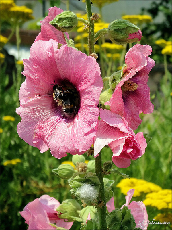 Photos de fleurs et insectes (faune et flore)