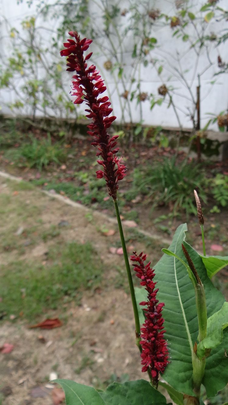 Persicaire Amplexicaulis Blackfied