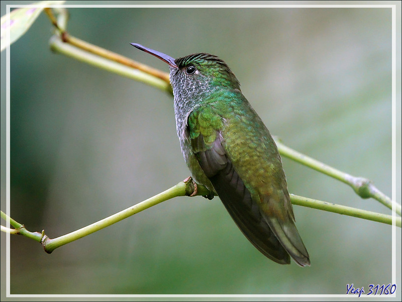 Sous réserve : Colibri Ariane de Linné, Glittering-throated Emerald (Amazilia fimbriata) - Parque das Aves - Foz do Iguaçu - Brésil