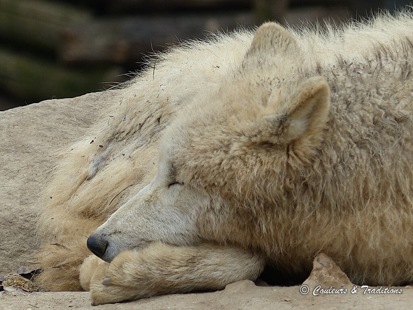 Loup blanc