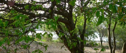 Découvrez le mancenillier, surnommé "l’arbre de la mort"