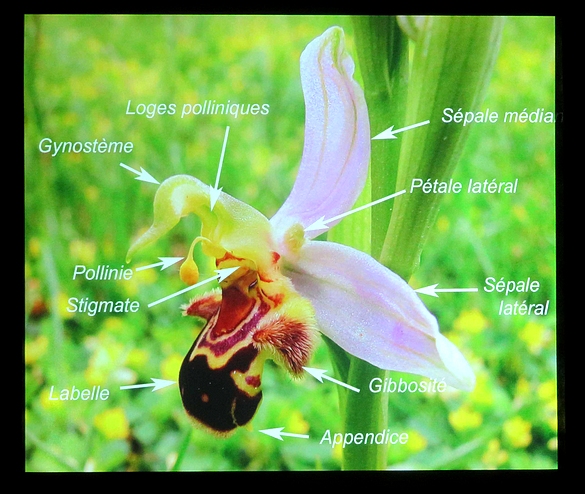 Une conférence sur les orchidées sauvages de nos forêt a eu  lieu à Lignerolles  