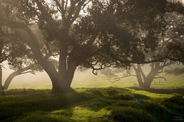 Une nature absolue ... 