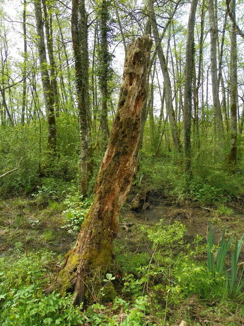 Rencontre de printemps dans le Bugey ( 1 )