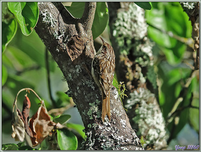 Grimpereau des jardins, Short-toed Treecreepedata:text/mce-internal,%3Cimg%20src%3D%22http%3A//ekladata.com/f9Ot-RA7FJkpDjNXOll4Y4s6Z-8@395x298.jpg%22r (Certhia brachydactyla) - Lartigau - Milhas - 31
