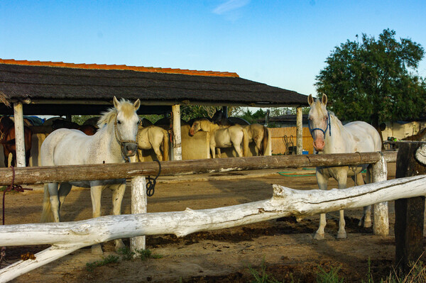 Taureaux et chevaux