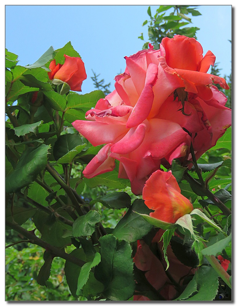 MES  ROSES  ROUGE  DU  JARDIN  2021