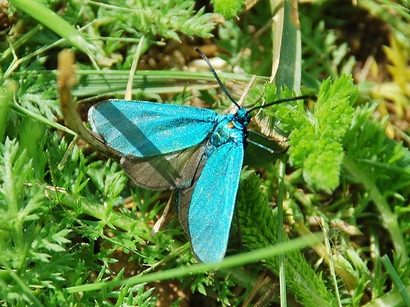 Insecta - Lépidoptéres - Zygaenoidea - Adscita Statices - La Turquoise