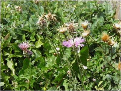 Centaurée blanche