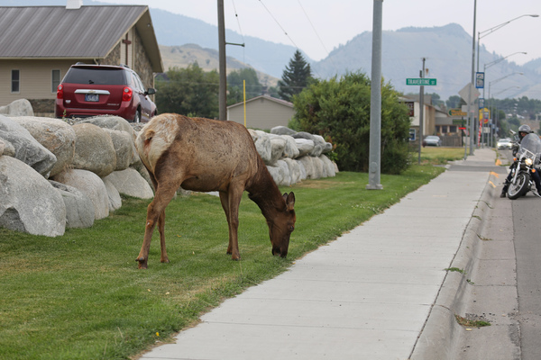 Gardiner, aux portes de Yellowstone