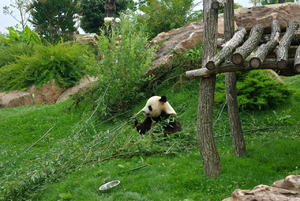 Zoo de Beauval