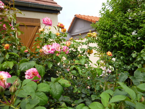 Roses du jardin
