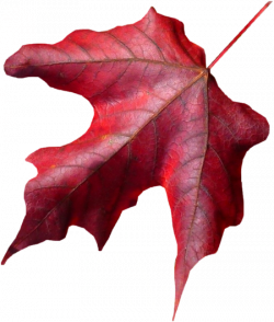 Tubes png feuilles