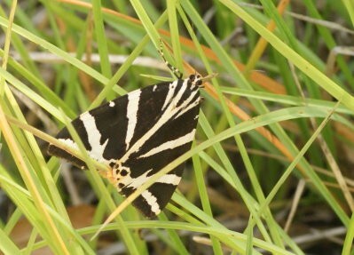 écaille chinée grammont07