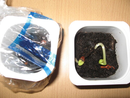 Sciences : Expériences sur la croissance d'un plant