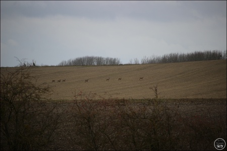 Chevreuil en Ardennes