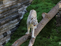 Tigre Blanc : Pairi Daiza le 10 juillet 2015