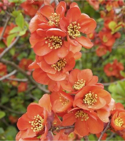 Photo de fleurs de cognassier du Japon - Chaenomeles japonica