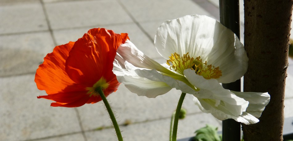 Sous les couleurs des pavots