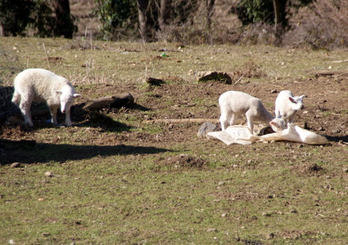 Lachaux.Randonnée du 26.02.2018