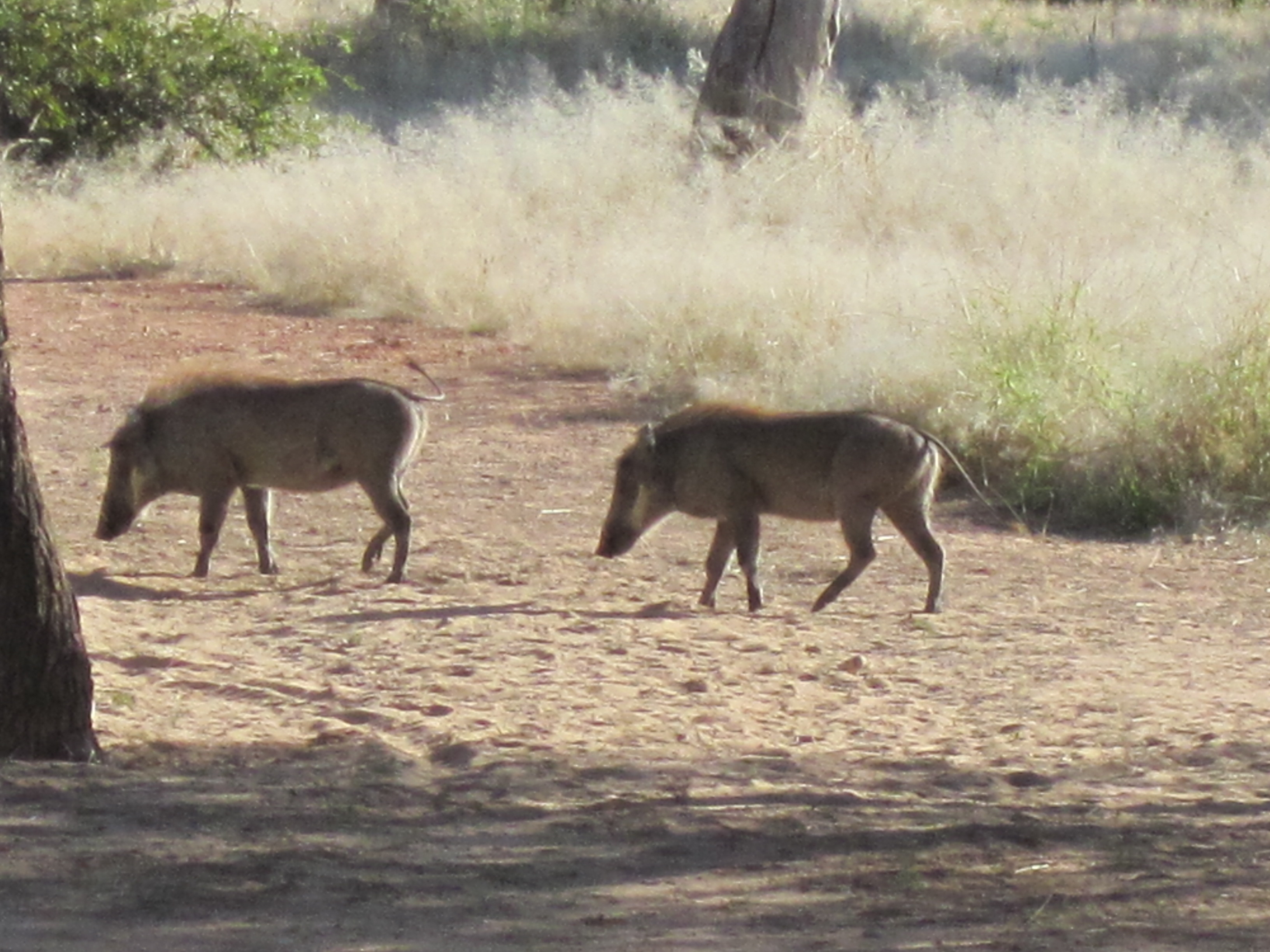 Waterberg Camp