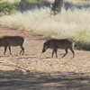 Waterberg Camp