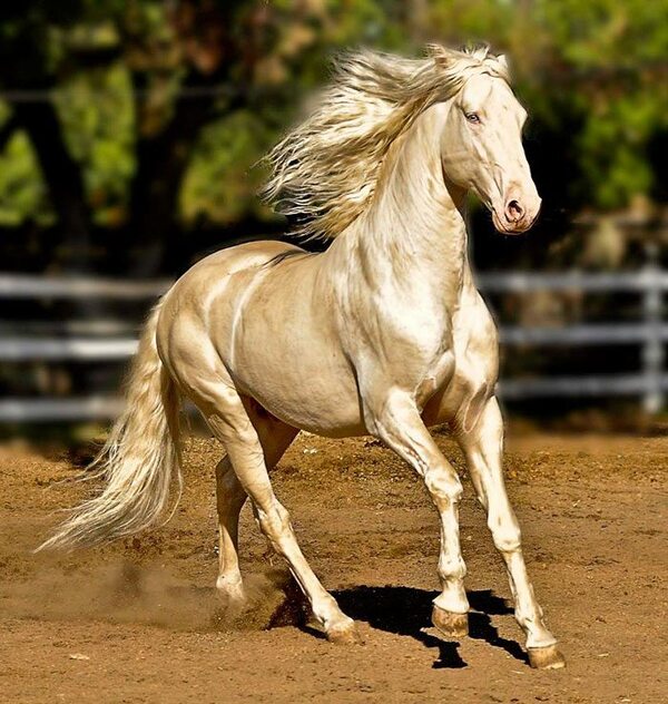 L'Akhal-Teke, le cheval le plus beau du monde