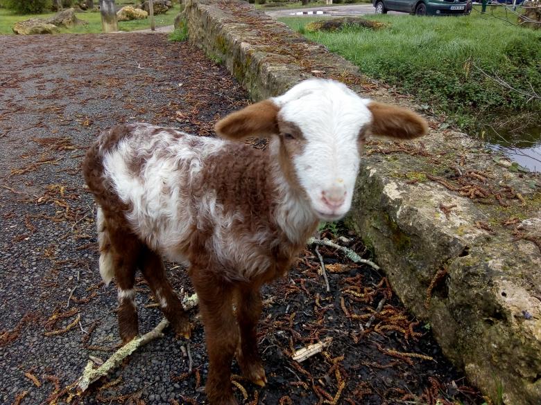 des Moutons a Sanches (Preignac) Gironde