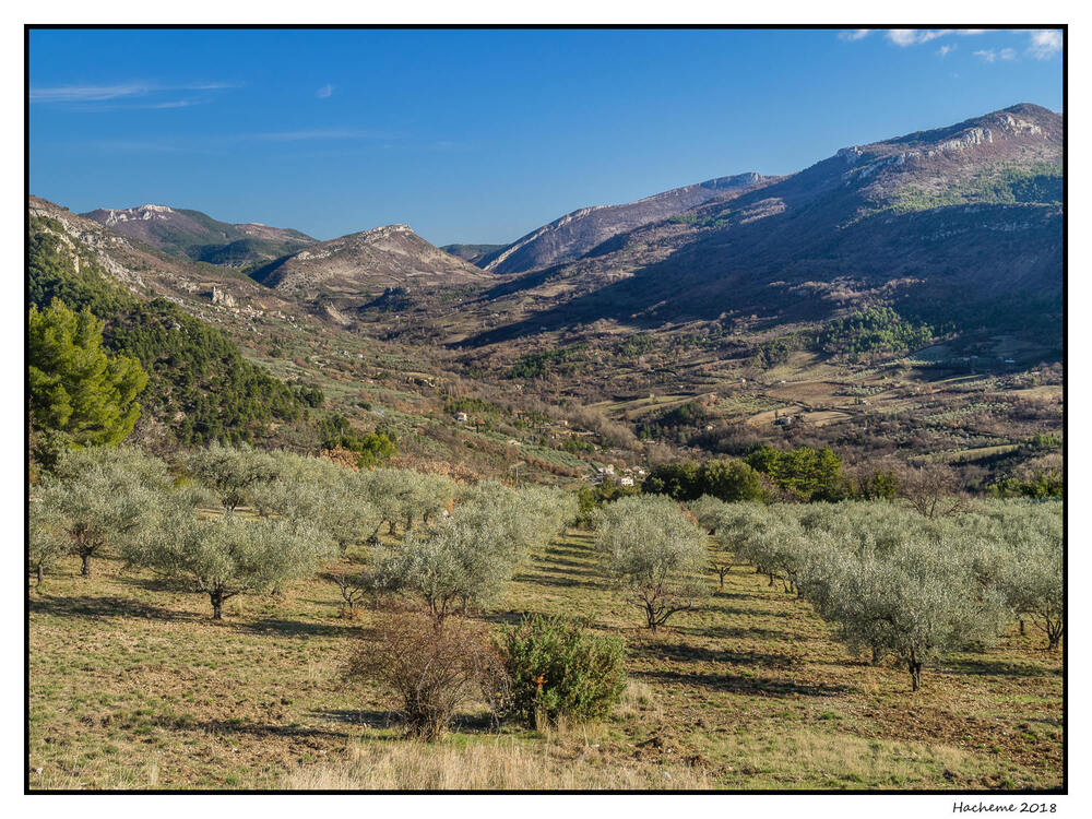 Oliviers à Buis-les-Baronnies