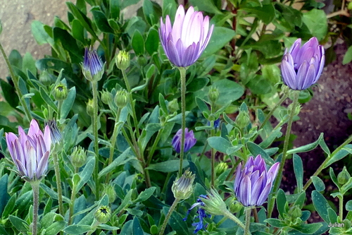 Belles fleurs !